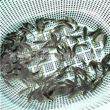 淡水鱼苗批发草鱼苗罗非鱼苗水花鳜鱼苗黄颡鱼苗/福寿鱼苗