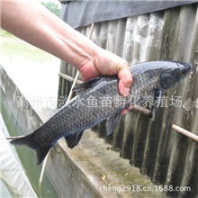 淡水鱼苗批发大头鳙鱼苗草鱼苗叉尾鱼苗丰鲤鱼苗/黑鲩青鱼苗