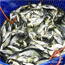 淡水鱼苗批发草鱼苗黄骨鱼包头鱼胖头苗/大头鳙鱼苗（花鲢）