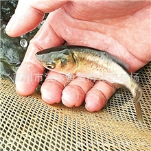 广西淡水鱼苗批发草鱼苗黄颡鱼苗包头鱼鳜鱼苗/大头雄鱼苗