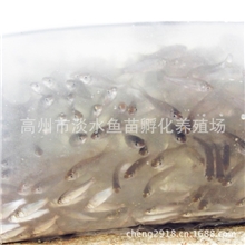 广东淡水鱼苗水花批发福寿鱼苗鲫鱼苗塘角鱼苗胡子鲶/鲮鱼苗