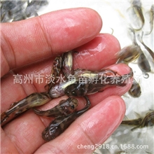淡水鱼苗批发鳌花鱼苗草鱼苗黄公鱼苗黄辣丁苗/黄颡鱼苗