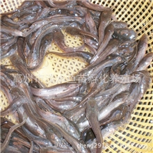广东淡水鱼苗水花批发草鱼苗鲫鱼苗鲮鱼苗胡子鲶/塘角鱼苗