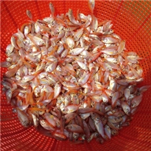 红色亲亲鱼温泉鱼足疗鱼洗脚鱼