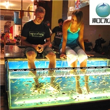 土耳其亲亲鱼鱼疗足疗鱼温泉鱼13822119798