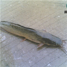 胡子鲶革胡子鲶埃及胡子鲶塘虱鱼苗13822119798
