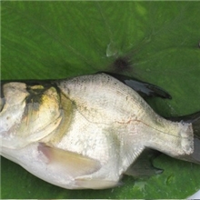 仙骨大头鱼苗仙骨鱼鱼苗缩骨鳙鱼鱼苗缩骨大头鱼苗