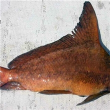 中华胭脂鱼苗一帆风顺鱼苗13822119798