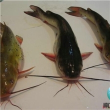 大量供应黄颡鱼苗黄骨鱼苗全雄黄颡鱼苗黄辣丁13822119798