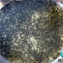 罗非鱼苗奥尼鱼苗杂交奥尼鱼苗福寿鱼鱼苗13822119798