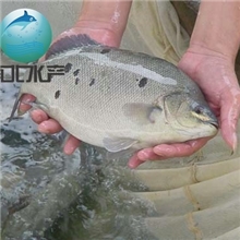 澳洲宝石鲈鱼苗13822119798