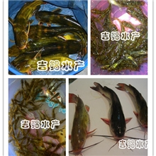 【吉鲳水产】批发优质全雄黄颡鱼鱼苗