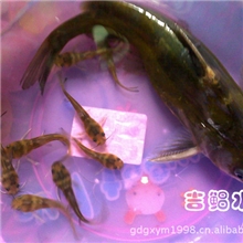 【吉鲳水产】批发优质黄颡鱼鱼苗