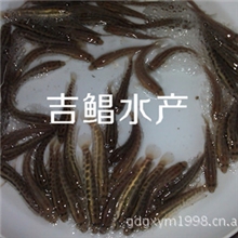 广东优质生鱼苗「良种生鱼苗」生鱼苗乌鳢鱼苗斑鱼苗