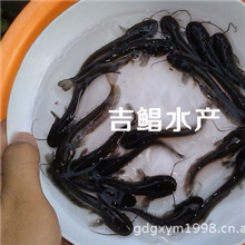 珠江三角洲大口鲶杂交种〖杂交大口鲶鱼苗〗大口鲶鱼苗杂交品种