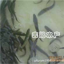 广东良种杂交黑鱼苗〖杂交生鱼鱼苗〗杂交乌鳢鱼鱼苗1-10