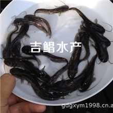 广东杂交南方大口鲶鱼鱼苗〖杂交大口鲶鱼鱼苗〗珠江大口鲶鱼苗