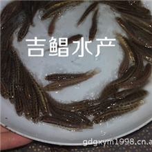 野生雄性湖南黑鱼杂交广东黑鱼〖杂交黑鱼苗〗优质杂交黑鱼鱼苗