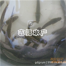 野生湖南生鱼杂交广东生鱼〖杂交生鱼苗〗良种杂交生鱼鱼苗