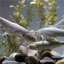 常年出售裂腹鱼