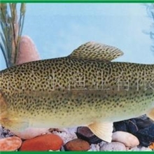 常年出售冷水鱼成鱼及鱼苗