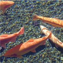 供应虹鳟鱼