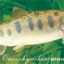 常年出售山女鳟