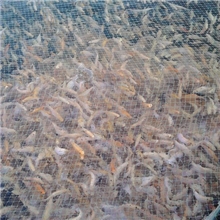 大量批发丁桂鱼红丁桂