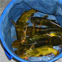 大量批发黄辣丁