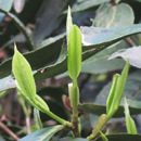 农户自产自销的生态龙井茶