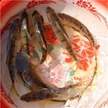 淡水石斑鱼---养过这种鱼吗？