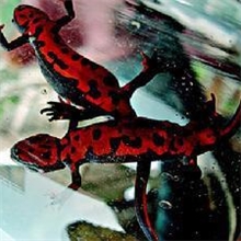 蝾螈--新手最好的养殖品种