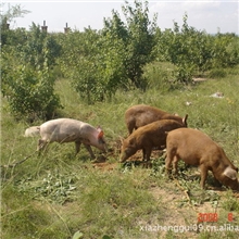 供应野猪野猪销售原生态野猪销售