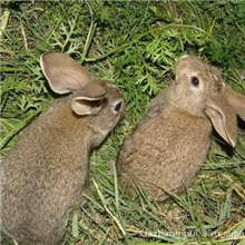 供应安徽野兔原生态放养野兔