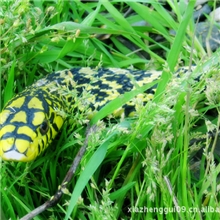 【专业品质】供应蛇体大无毒食用大王蛇放养大王蛇