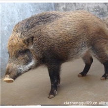 【专业品质】供应用途多种优质原生态野猪可养殖