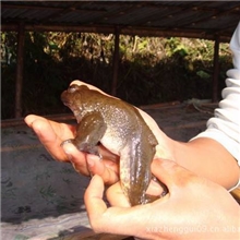 供应石蛙原生态石蛙