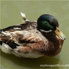 【专业品质】供应高端水准原生态放养鸭水鸟典型代表