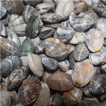 供应鲜活蛤蜊、花蛤、贝类批发、青岛海鲜、海产品批发