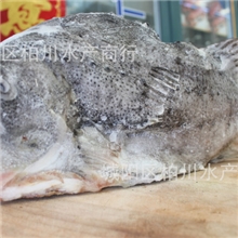 供应冰岛进口海参斑、活冻海参斑、海鲜批发