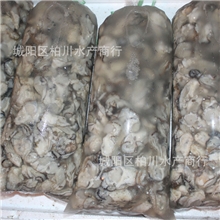 供应冰鲜牡蛎肉、海蛎子肉/野生蛎子肉/蛎黄、海蛎子贝类