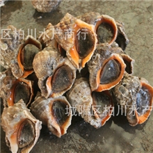 供应海螺、贝类批发、青岛海鲜、海产品批发