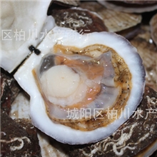 供应鲜活扇贝、白贝、青岛大连白贝、批发海鲜、鲜活海产品