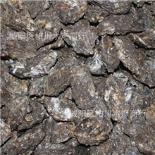 野生鲜活海蛎子/生蚝/牡蛎、海鲜贝类水产品