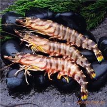 水产品虾类挪威进口野生大明虾6只