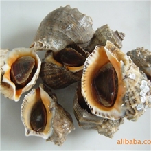 水产贝类粗加工海产品冷冻海螺肉海螺开片送礼馈赠佳品