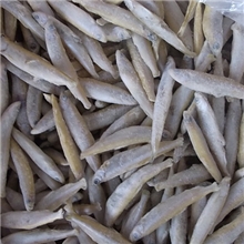 出口日本淡水鱼公鱼鸭绿江秋生鱼