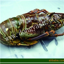 大量供应活冻野生龙虾