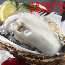 批发海鲜朝鲜鲍鱼鲍鱼批发鲍鱼鲜活鲍鱼