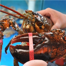 天天海鲜波龙活鲜波士顿大龙虾约1000/只鲜活龙深海美味送礼